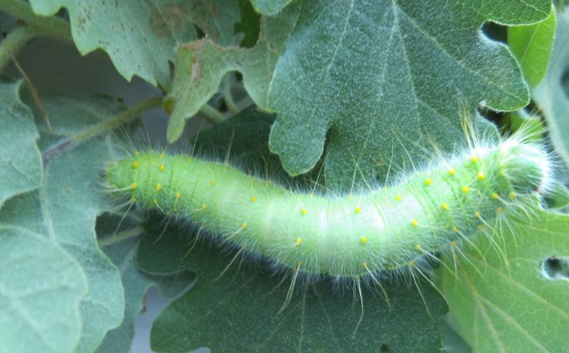 larva di Perisomena caecigena, Saturniidae